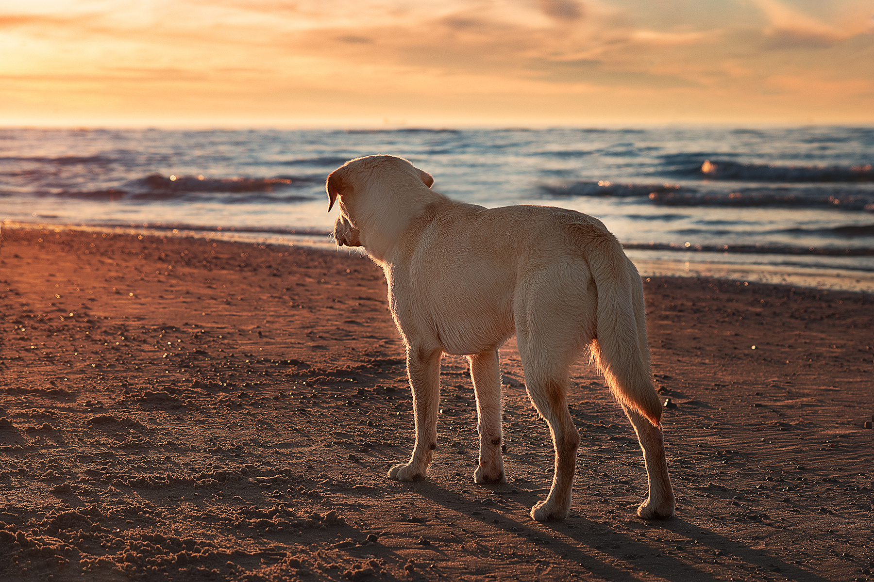 Urlaub mit Hund an der Nordsee