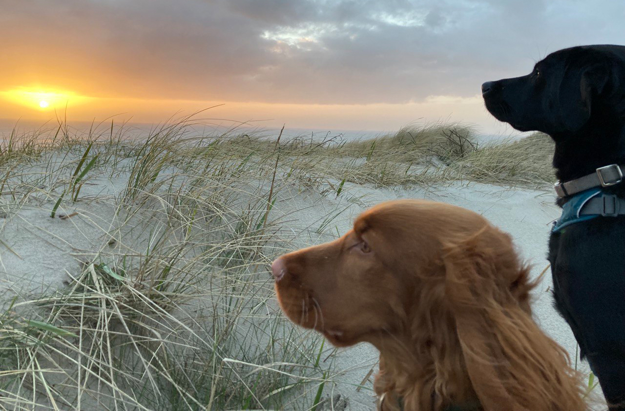 Freilauf für Hunde an der dänischen Nordsee