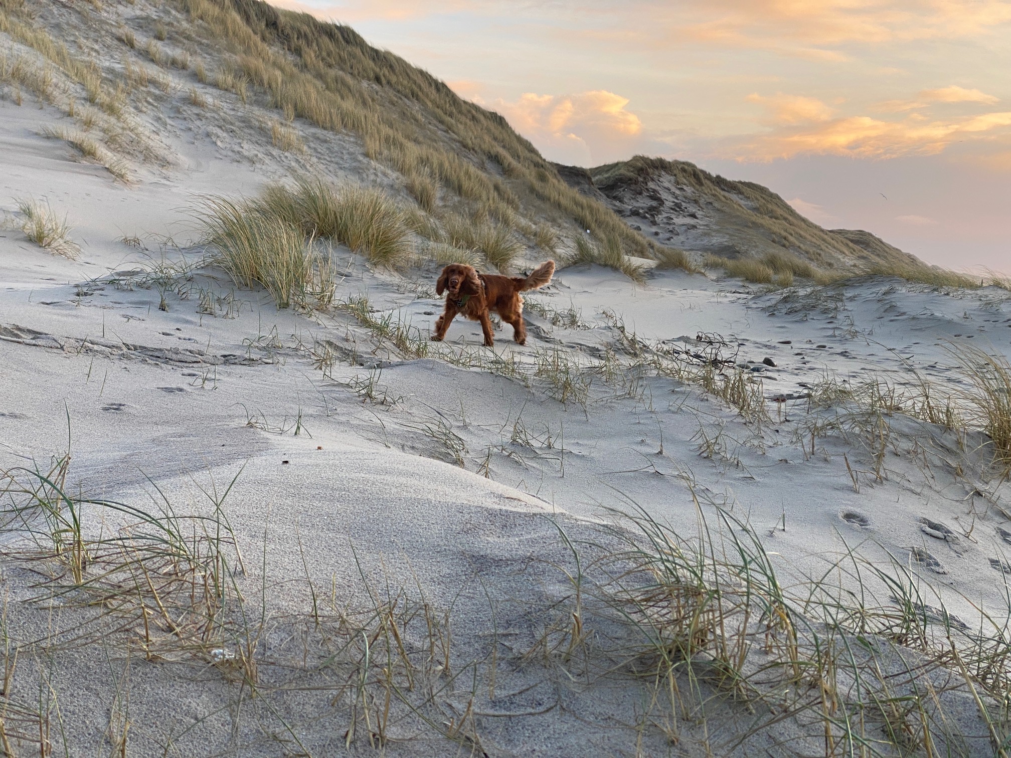 Urlaub mit Hund in Hvide Sande