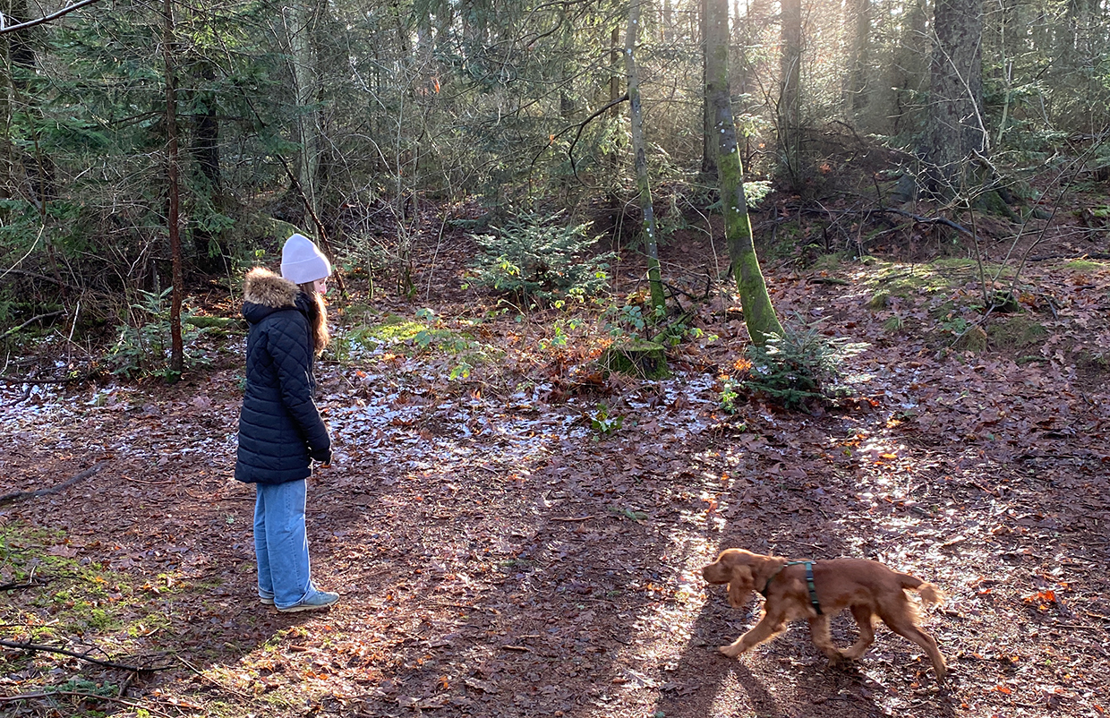 Hundewälder in Dänemark