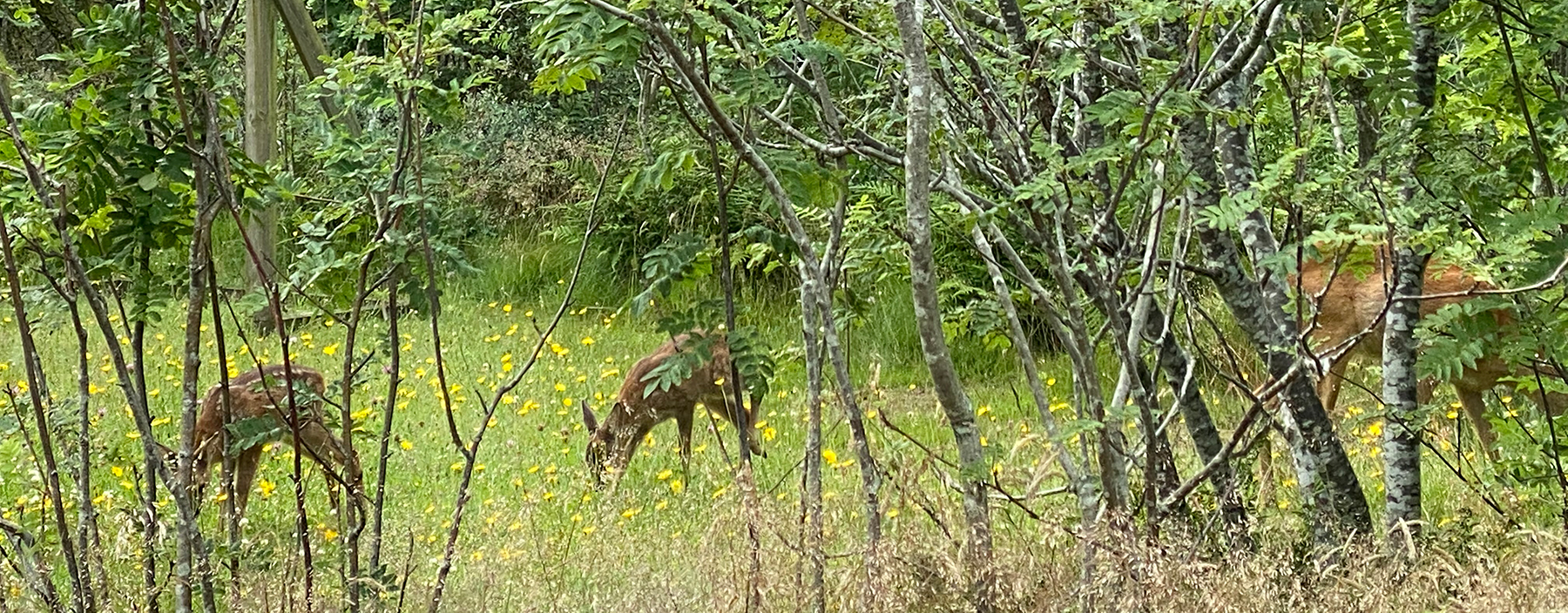 Wildtiere am Ferienhaus