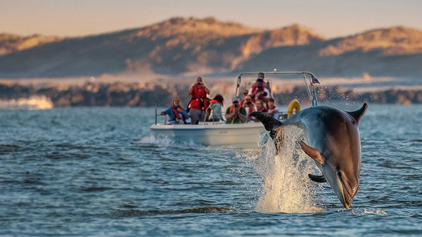 delfin safari