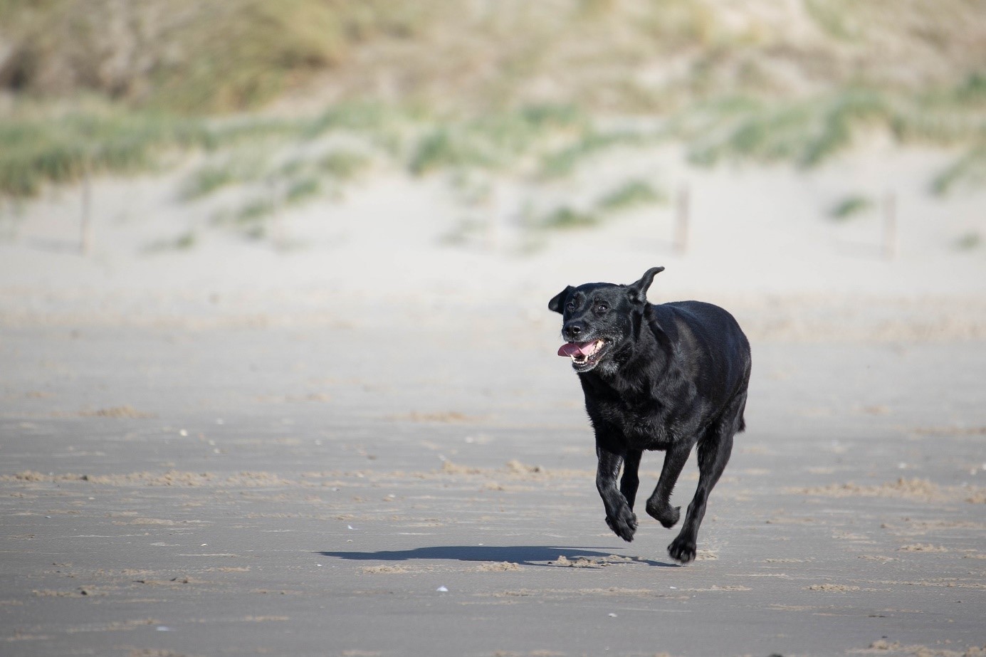 hund daenemark