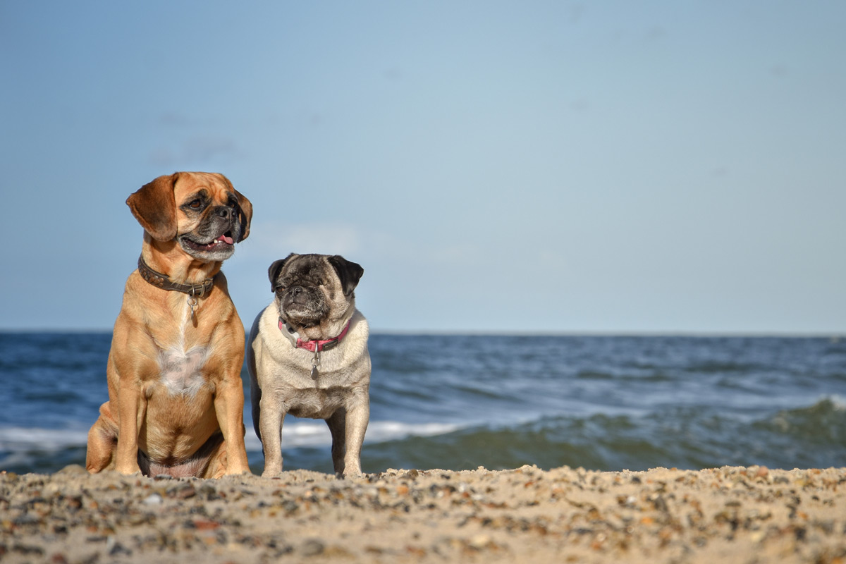 hunde strand