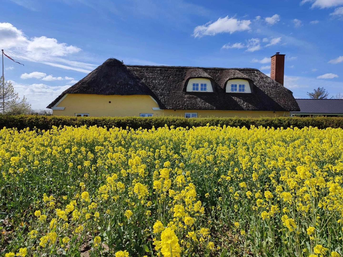 Reetdachhaus in Dänemark