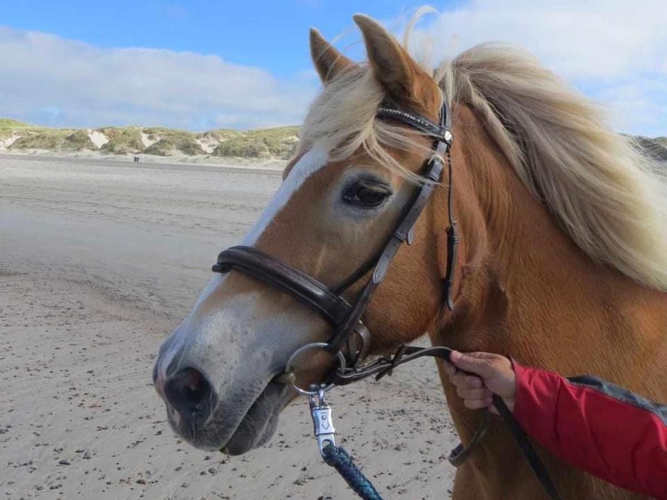 Reiten am Strand