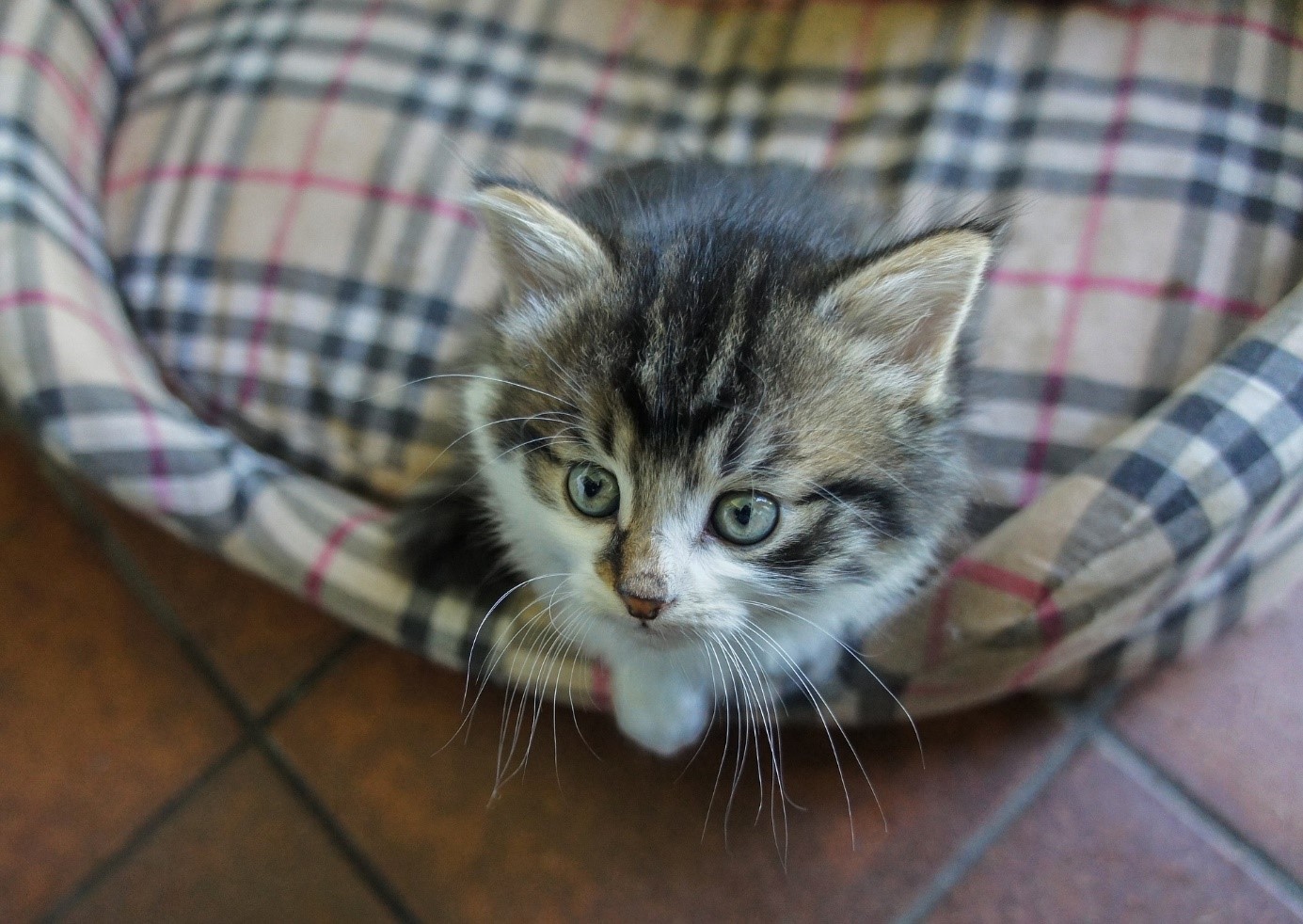 katze